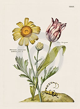 Vintage Flowers. 18th-century colorful floral illustration. Circa 1790