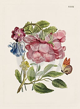 Vintage Flowers. 18th-century colorful floral illustration. Circa 1790