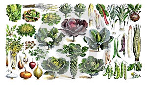 Vintage Forage plants or own grown Vegetables for a healthy food and lifestyle / Antique engraved illustration from from La Rousse photo