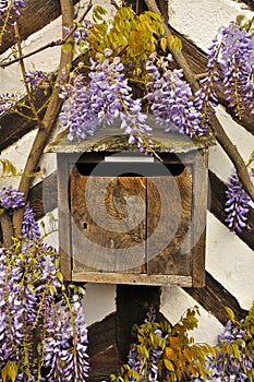 Vintage French Mailbox with Wisteria