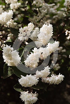Vintage garden bush blooming with white flowers