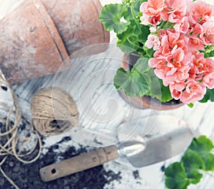 Vintage garden tools and pink flowers