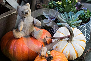 Vintage German teddybear in the middle of pumpkins that are ready for Halloween.