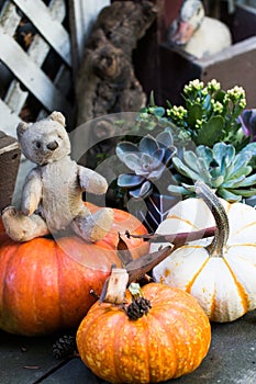 Vintage German teddybear in the middle of pumpkins that are ready for Halloween.