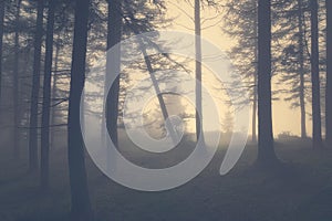 Vintage gloomy forest