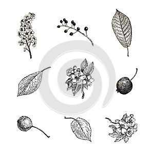 Vintage graphic Vector leaves, flowers and fruits of the wild pear, bird-cherry and crab. Greeting card.