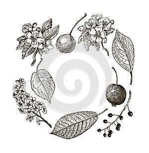 Vintage graphic Vector leaves, flowers and fruits of the wild pear, bird-cherry and crab. Greeting card.