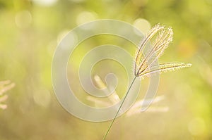 Vintage grass flower plants with light bokeh backgrounds