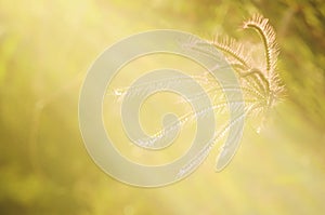 Vintage grass flower in sunrise and lens flare