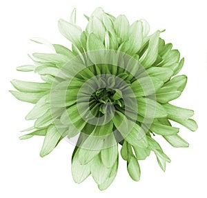 Vintage green dahlia flower white background isolated with clipping path. Closeup. For design.