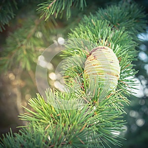 Vintage green pine cones growing on fir branch