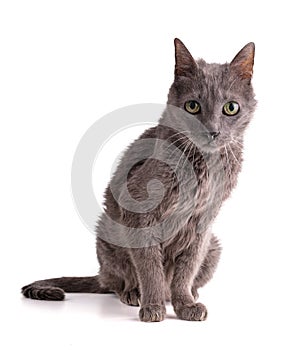 Vintage grey cat 19 years old