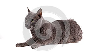 Vintage grey cat 19 years old