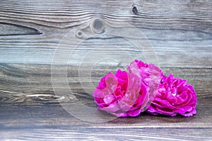 Vintage group of purple roses on grey wooden table, soft focus