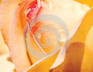 A vintage Grunge paper background with bright yellow rose,