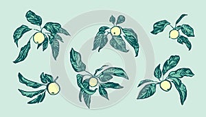 Vintage hand drawing apple tree branches set. Vector fruit and leaf isolated on blue background. Graphic grunge ink drawn