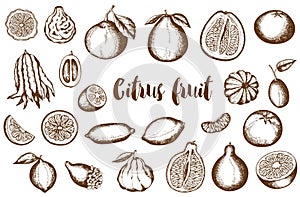 Vintage hand drawn citrus fruit collection