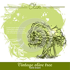 Vintage hand drawn olive tree and olive branch