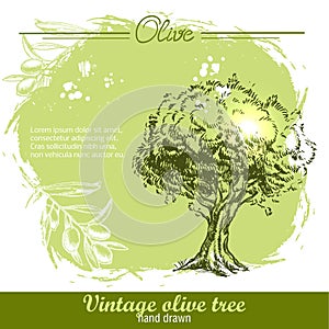 Vintage hand drawn olive tree and olive branch