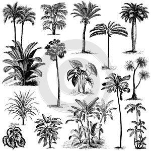 Vintage hand drawn palm trees set 2