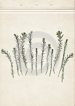 Vintage herbarium on an textured brown aged background. Composition of the grass on an old paper. Dry pressed herbs. Scan of dried