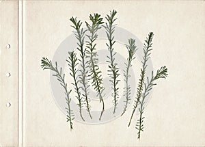 Vintage herbarium on an textured brown aged background. Composition of the grass on an old paper. Dry pressed herbs. Scan of dried
