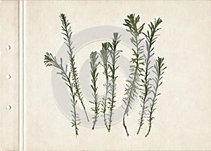 Vintage herbarium on an textured brown aged background. Composition of the grass on an old paper. Dry pressed herbs. Scan of dried