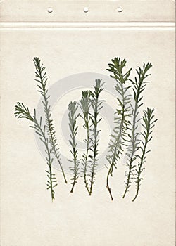Vintage herbarium on an textured brown aged background. Composition of the grass on an old paper. Dry pressed herbs. Scan of dried