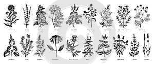 Vintage herbs illustrations. Aromatic plants collection in sketched style. Botanical design elements. Herbal tea ingredients. Hand