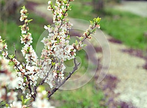Vintage home garden still life with blooming cherry branch and white flowers in spring