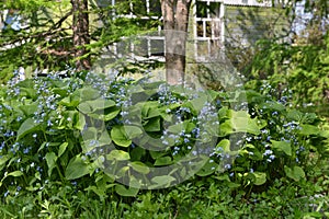 Vintage home garden still life with blooming plants, trees and flowers in spring