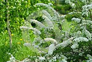 Vintage home garden still life with blooming shrub and flowers in spring