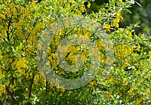 Vintage home garden still life with blooming shrub and yellow flowers in spring, botanical nature and cottagecore vintage