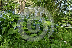 Vintage home garden still life with house, blooming bushes, trees and flowers in spring, botanical nature and cottagecore vintage