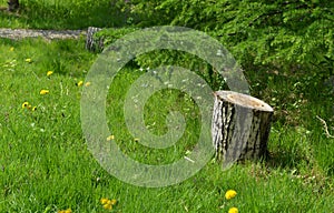 Vintage home garden still life with stump and meadow or field in spring