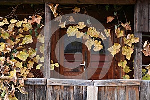 Vintage house withe vineyards in Maramures