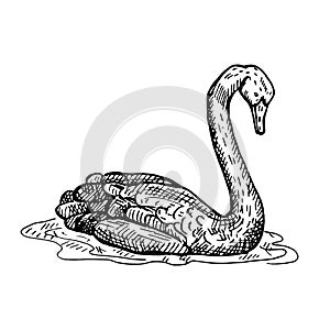 Vintage illustration of black swan on isolated white background. Vector illustration animal from Australian