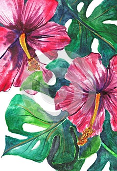 Red hibiscus flower, tropical. Hibiscus plants isolated, watercolor illustration on white.