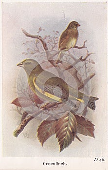 Vintage illustration of Green Finch birds