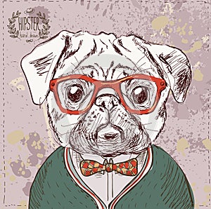 Vintage illustration of hipster pug dog photo
