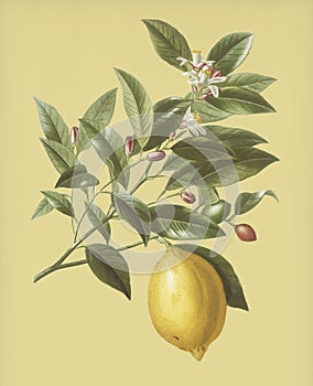 Vintage Illustration of Lemon