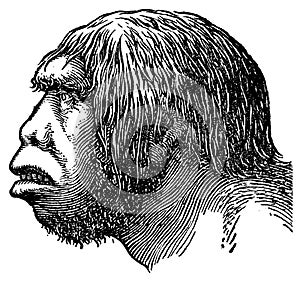 Neanderthal head I Antique Scientific Illustrations photo