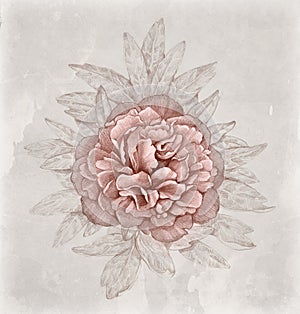 Vintage illustration of peony flower photo