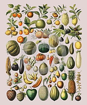 A vintage illustration of a wide variety of fruits and vegetables