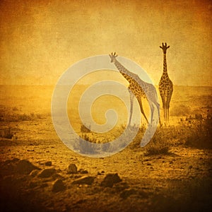Vintage image of giraffes in amboseli park, kenya