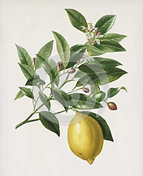 Vintage image, Lemon fruit with leaves isolate.