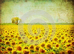 Vintage image of sunflower field