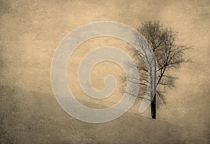 Vintage image of a tree over grunge background