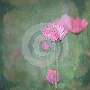 Vintage impressionist style Australian pink Everlasting Daisy