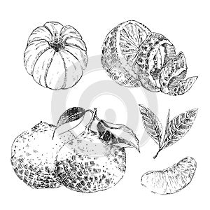 Vintage Ink hand drawn collection of citrus fruits sketch - lemon, tangerine, orange